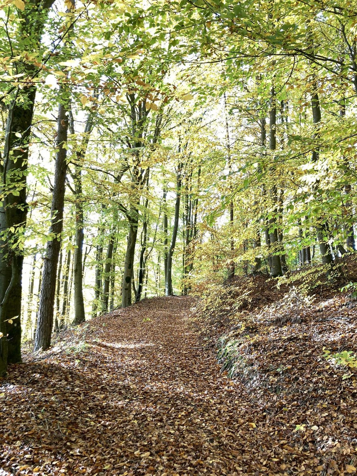 Hartenstein Brunnerhof Urlaub Auf Dem Landアパートメント エクステリア 写真